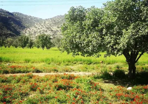 دشت برم کازرون