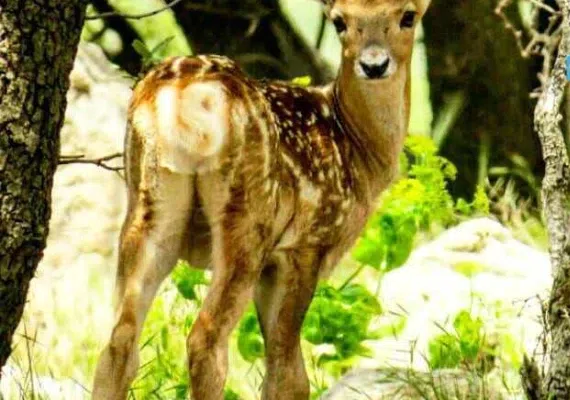 گردشگاه میان کتل شیراز