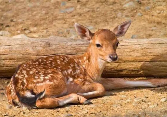 گردشگاه میان کتل شیراز