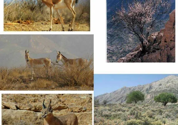 گردشگاه میان کتل شیراز