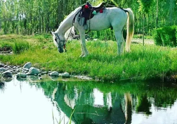 باتلاق گوربهرام اقلید