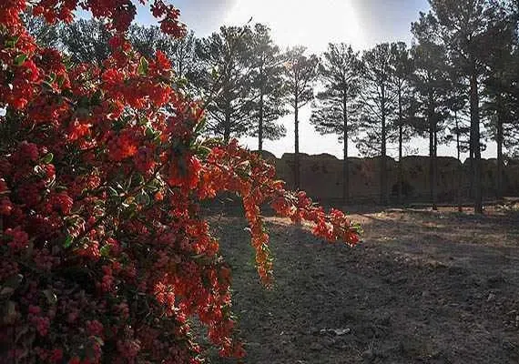 باغ و عمارت مود