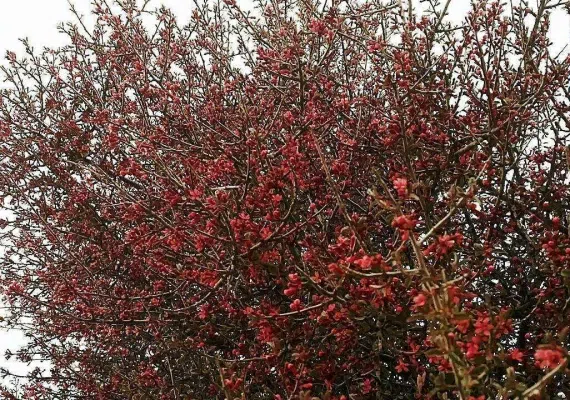 گردشگاه میان کتل شیراز