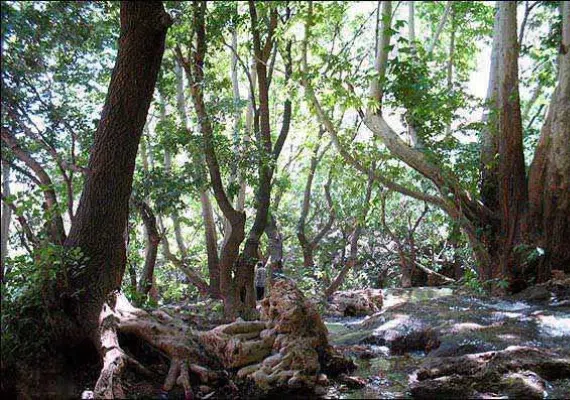 درخت کهنسال چنار روستای رزگ