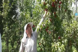 منطقه طبیعی چهاربرج