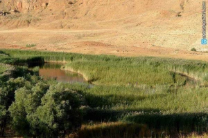 چمن متحرک چملی