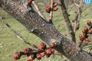 منطقه طبیعی چهاربرج