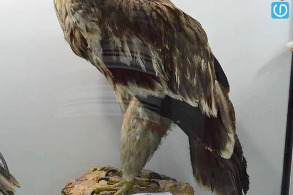 موزه تاریخ طبیعی شیراز