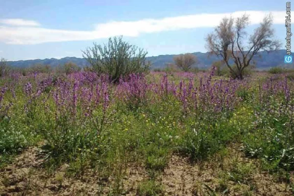 جنگل سنو طبس