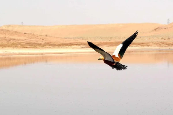 تالاب بهشت معصومه، تنها تالاب دائمی قم