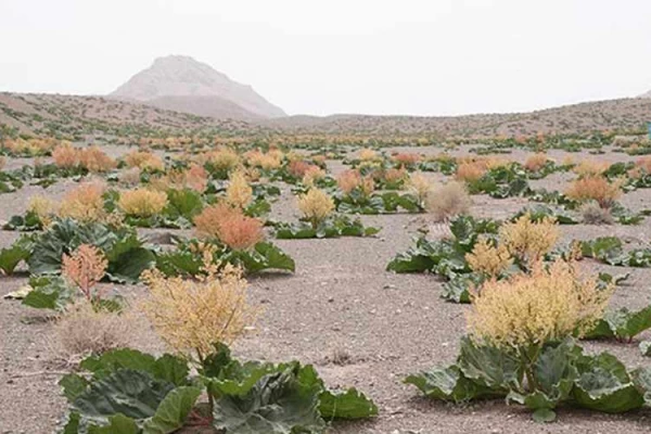 جنگل سنو طبس