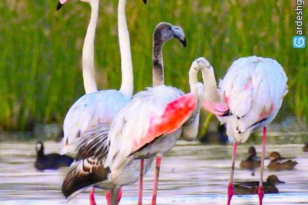 تالاب حسنلو