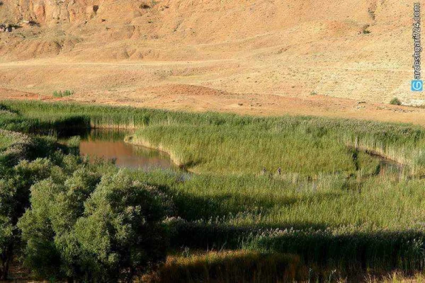 چمن متحرک چملی