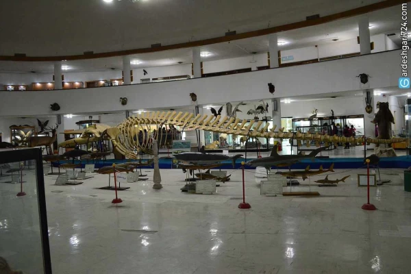 موزه تاریخ طبیعی شیراز