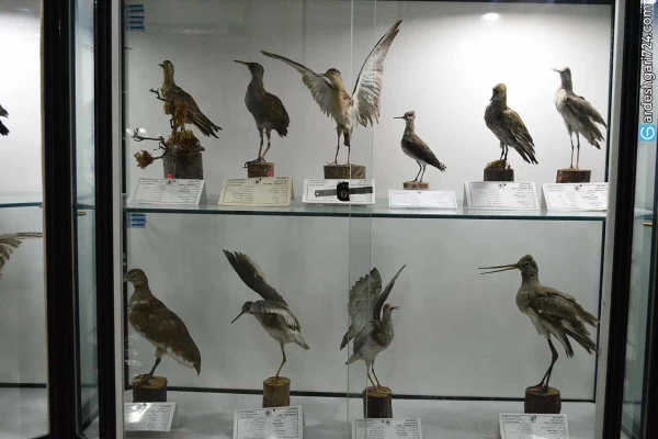 موزه تاریخ طبیعی شیراز