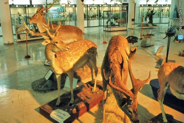 موزه تاریخ طبیعی شیراز