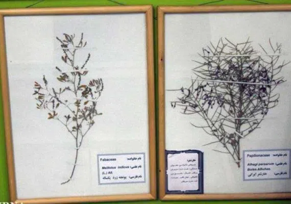 موزه تاریخ طبیعی قم