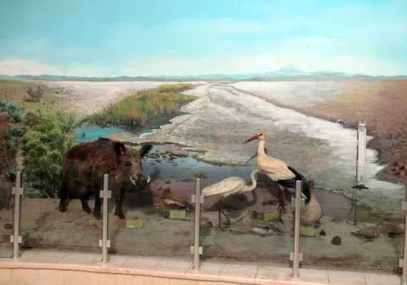 موزه تاریخ طبیعی قم