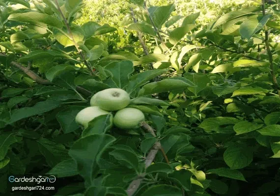 اقامتگاه بوم گردی ثامن