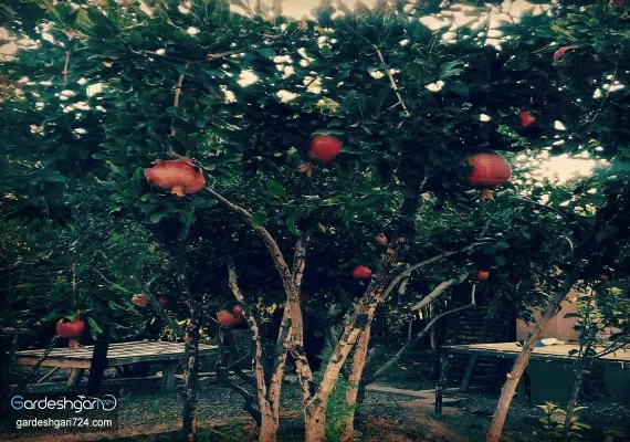 اقامتگاه بوم گردی ثامن