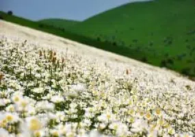 جنگل فندقلو