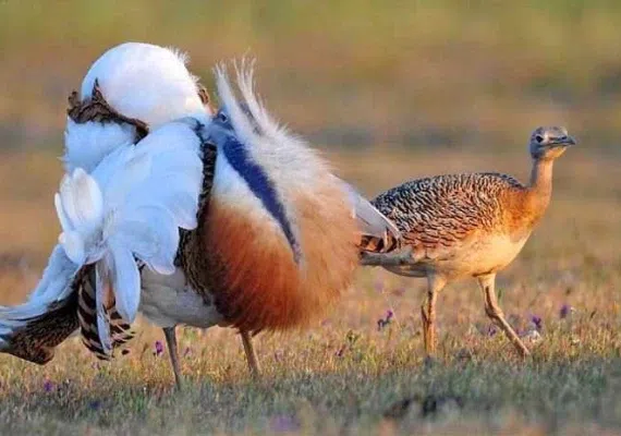 پناهگاه حیات وحش سوتاو