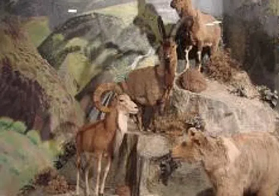 موزه تاریخ طبیعی اردبیل