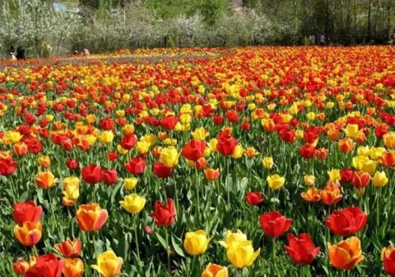 منطقه نمونه گردشگری سقزچی
