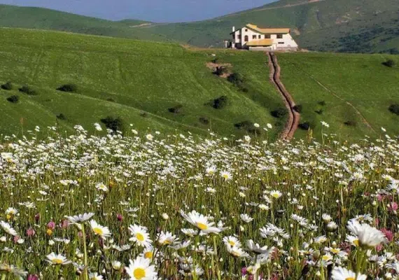 جنگل فندقلو