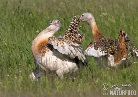 پناهگاه حیات وحش سوتاو