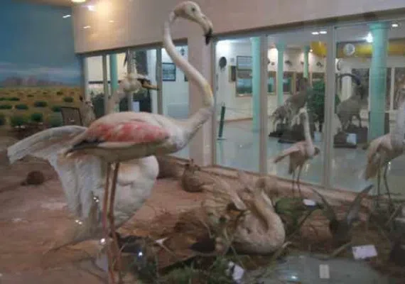 موزه تاریخ طبیعی اردبیل