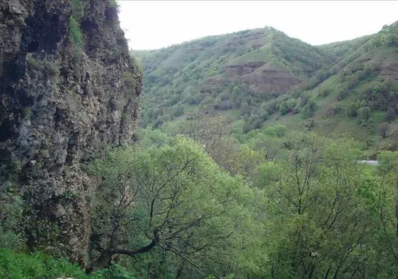 جنگل های پردانان
