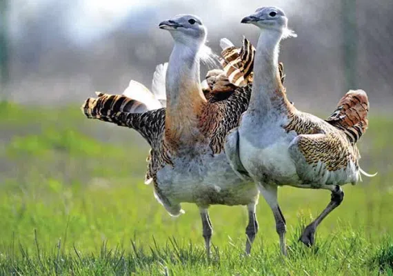 پناهگاه حیات وحش سوتاو