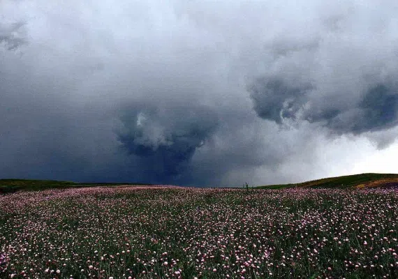 منطقه سردابه