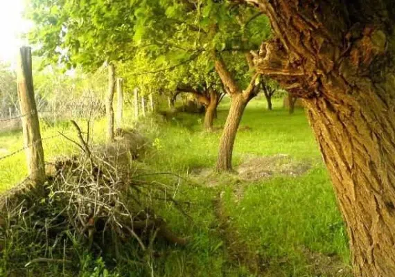 روستای شریف بیگلو