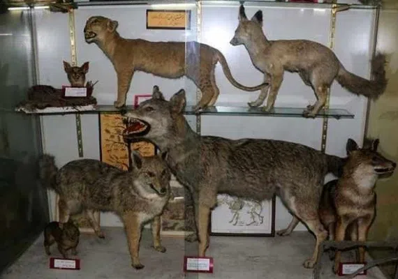 موزه تاریخ طبیعی اردبیل