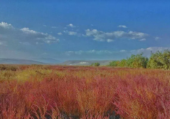 تالاب سولدوز نقده