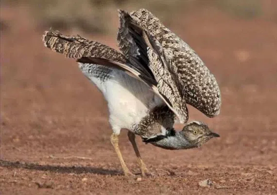 پناهگاه حیات وحش سوتاو