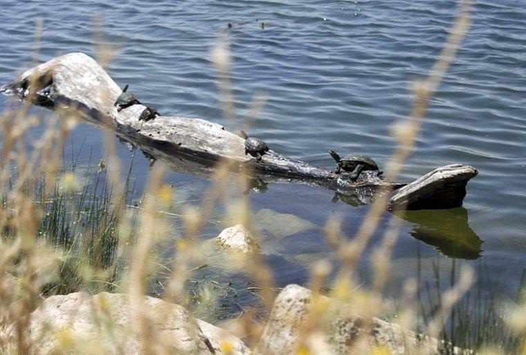 تالاب هشیلان کجاست