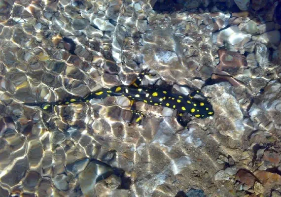 غار کاوات