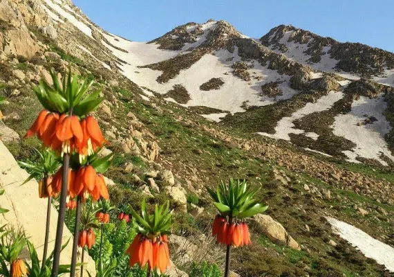 سراب روانسر