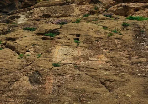 نقش آنوبا نی نی