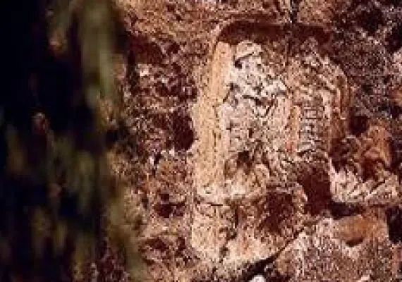 نقش آنوبا نی نی