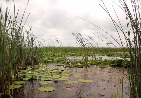 مجموعه تالابهای پلدختر