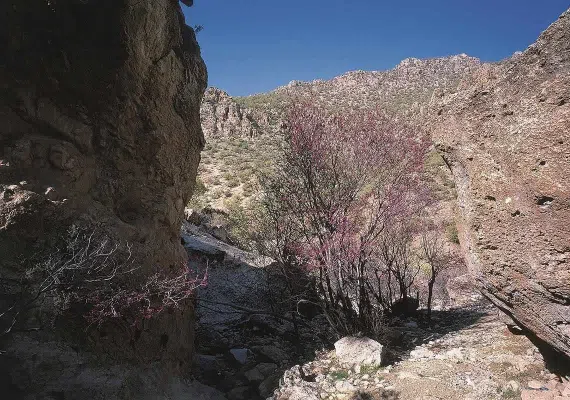 دره ارغوان