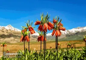 دشت لاله های واژگون