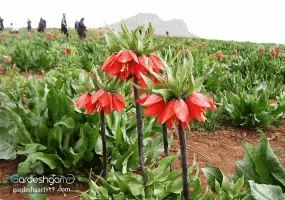 دشت لاله های واژگون