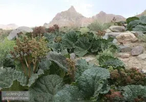 کوه بلند قامت خضر