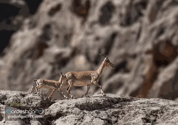 پارک ملی بمو