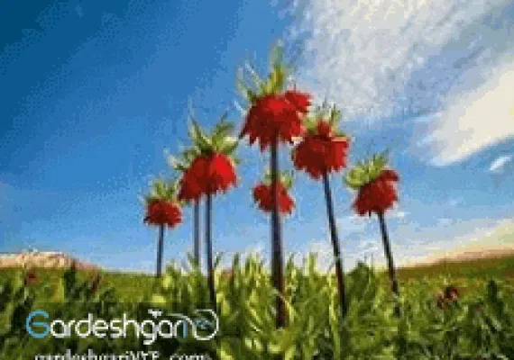 دشت لاله های واژگون